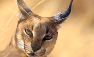 Namibia Wildlife Sanctuary - Caracal - 3
