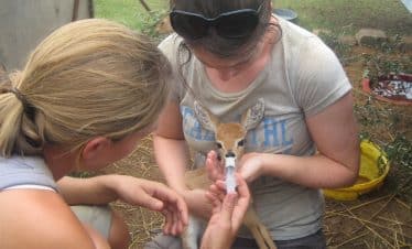 Namibia Wildlife Sanctuary - Feeding a deer