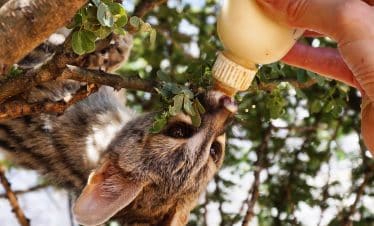Namibia Wildlife Sanctuary - Meerkat feeding bottle