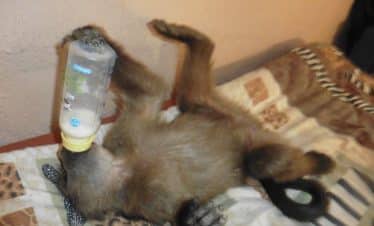 Namibia Wildlife Sanctuary - Violet enjoying a bedtime bottle