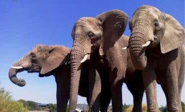 South Africa Wildlife Sanctuary - Elephant - 2