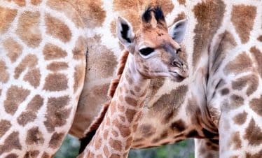 South Africa Wildlife Sanctuary IWH - Giraffe