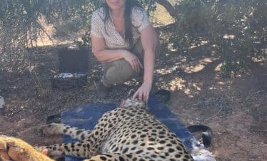 South Africa Wildlife Sanctuary IWH - Cheetah