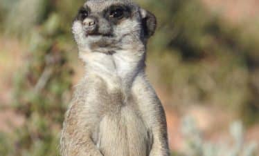 South Africa Wildlife Sanctuary IWH - Meerkat