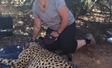 South Africa Wildlife Sanctuary IWH - with a cheetah
