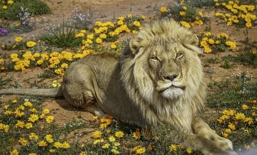 South Africa Wildlife Sanctuary - Lion - 2