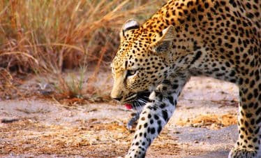 Southern Africa Discovery - Leopard - 1