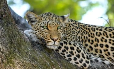 Southern Africa Discovery - Leopard - 2