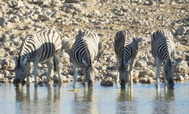 Southern-Africa-Discovery-Zebra
