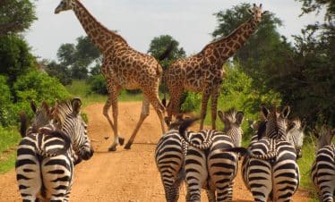 Southern-Africa-Discovery-Zebras-and-Giraffes