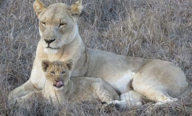 Southern Africa Discovery - lion and cub 2