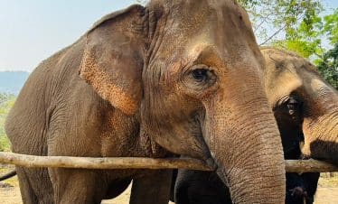 Thailand Elephant Sanctuary - Elephants - 2