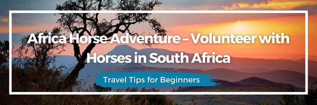 Africa Horse Adventure, Horse volunteer project South Africa, Western Cape horse volunteering, Volunteer with horses Africa, Farm stay volunteering South Africa, Horse riding and wine tasting South Africa, Equestrian volunteer project Africa, Gap year horse project South Africa
