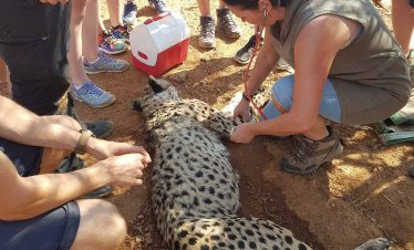 Joan Vet Course Cheetah Heart rate IWH