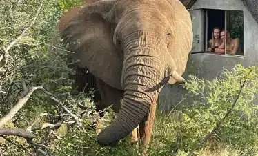 Kruger Guardians Big 5 Conservation - Elephant-chalet WEBP
