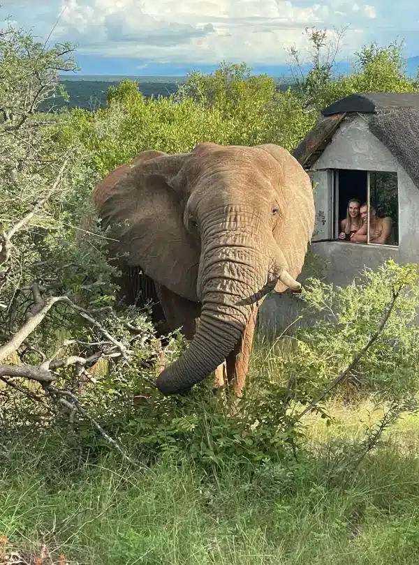 Kruger Guardians Big 5 Conservation - Elephant-chalet WEBP