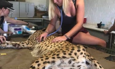 Namibia Wildlife Sanctuary - Nicola Vet Naankuse