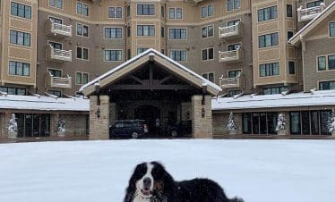 Montage Deer Valley - Dog