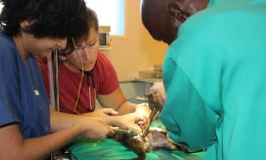 naankuse vet 2