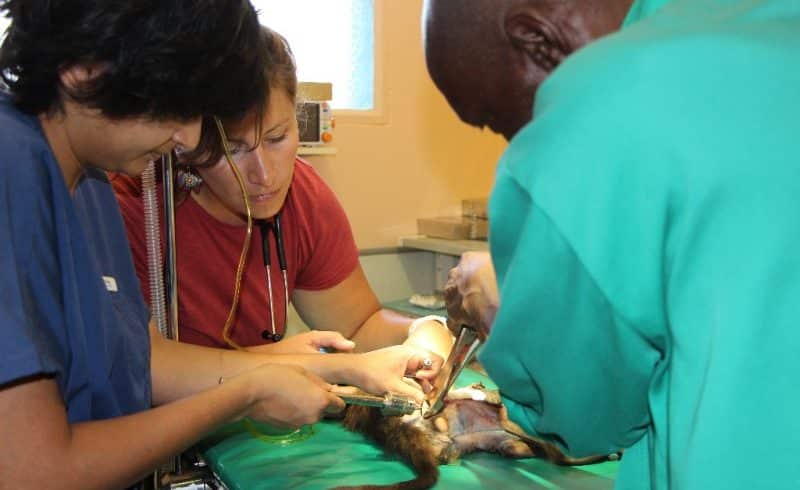naankuse vet 2