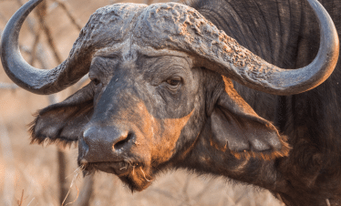 Cape Town to the Wild - A Photography Safari Experience - Bufallo