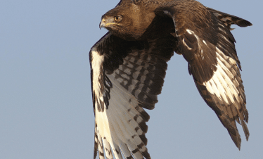Cape Town to the Wild - A Photography Safari Experience - Eagle