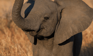 Cape Town to the Wild - A Photography Safari Experience - Elephant