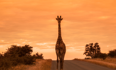 Cape Town to the Wild - A Photography Safari Experience - Giraffe