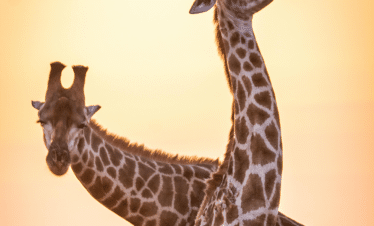 Cape Town to the Wild - A Photography Safari Experience - Giraffes
