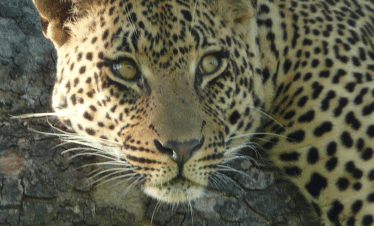Cape Town to the Wild - A Photography Safari Experience - Leopard