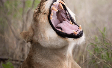 Cape Town to the Wild - A Photography Safari Experience - Lion 1