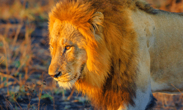 Cape Town to the Wild - A Photography Safari Experience - Lion
