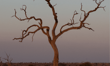 Cape Town to the Wild - A Photography Safari Experience - Tree