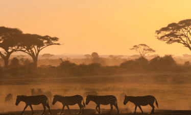 Cape Town to the Wild - A Photography Safari Experience - Zebra and Sunset