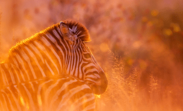Cape Town to the Wild - A Photography Safari Experience - Zebras 2