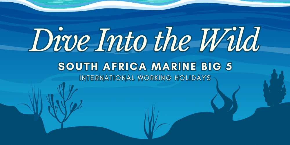 marine big 5 Dive Into the Wild
